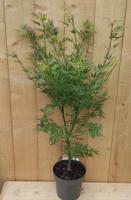 Japanse Esdorn Acer Groen struik 80 cm Warentuin Natuurlijk - Warentuin natuurlijk