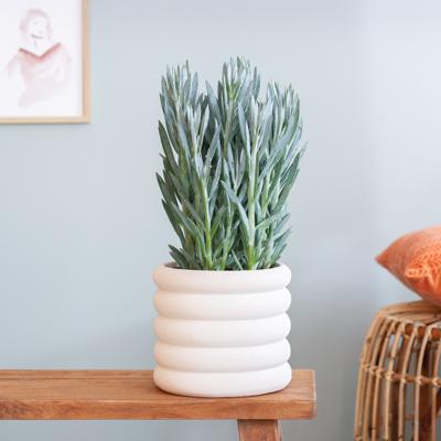plantje.nl Curio Mount Everest, Senecio Ficoides, Grijsblauw, Grijsblauwe bladeren, Vlezige bladeren, Makkelijke verzorging, Slechts één keer per