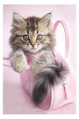 Kat Minnie Poster 61x91.5cm Kat Minnie Poster 61x91.5cm