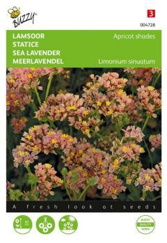 Zaden limonium lamsoor apricot shades 0.2 gram - Buzzy