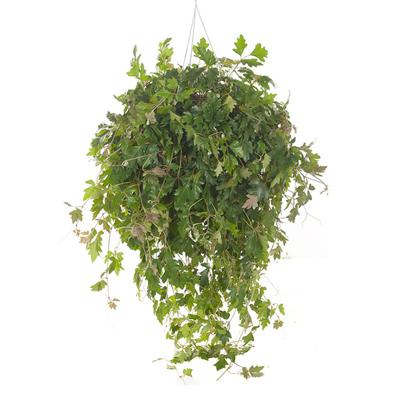 Koningswingerd (Cissus Rhombifolia &apos;Ellen Danica&apos;) P 24 cm