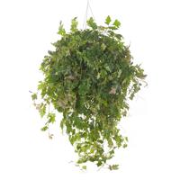Koningswingerd (Cissus Rhombifolia &apos;Ellen Danica&apos;) P 24 cm