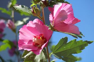 Hibiscus op stam