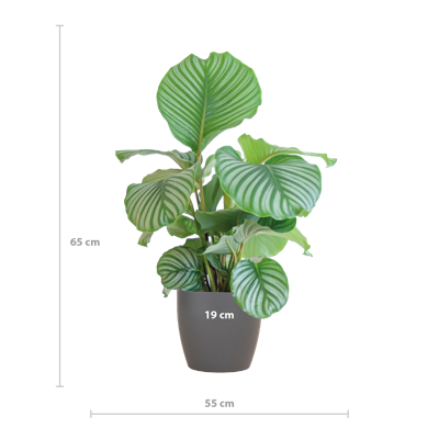 Calathea Orbifolia met Viber grijs - 65cm - Ø21