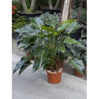 Philodendron green beauty kamerplant - thumbnail