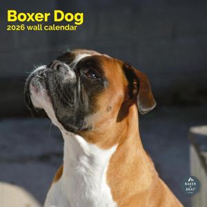Boxer Kalender 2026