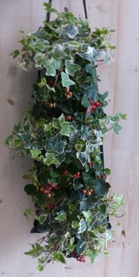 Hangzak herfstplanten - Warentuin natuurlijk