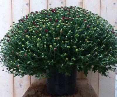 Chrysant Koper GROOT - Warentuin natuurlijk