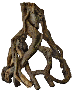 Mangrove Wortel L