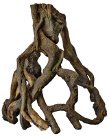 Mangrove Wortel L