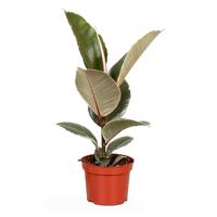 Ficus Elastica &apos;Tineke&apos; - P 12 cm