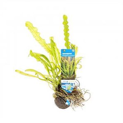 Aponogeton longiplumulosus - 3 stuks - aquarium plant