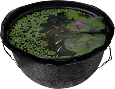 Superfish Medaka Afdeknet Superfish Medaka Afdeknet