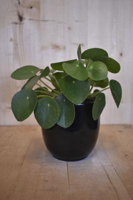 Pilea 'pannenkoekplant' in zwarte pot - Warentuin natuurlijk