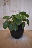Pilea 'pannenkoekplant' in zwarte pot - Warentuin natuurlijk