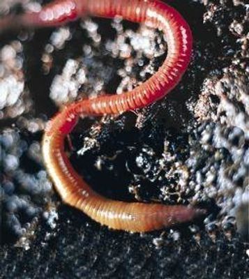 Earthworm (aardworm)