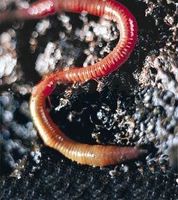 Earthworm (aardworm) Earthworm (aardworm)