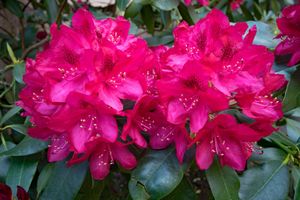 Rhododendron