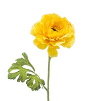 Kunstbloem ranonkel geel, 61 cm - Buitengewoon de boet