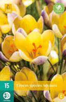 Crocus Advance 15 bollen