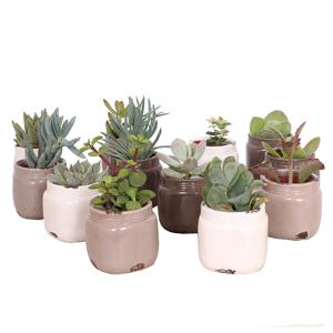 Mini vetplantjes 12-pack (in medicijnpotje)