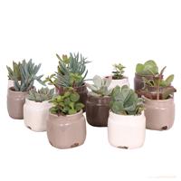 Mini vetplantjes 12-pack (in medicijnpotje)