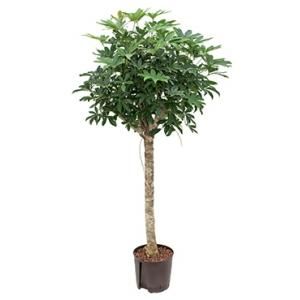 Schefflera arboricola stam M hydrocultuur plant