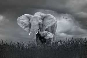 Karo-art Afbeelding op acrylglas- Moeder en baby olifant, 80x60cm.  Zwart-Wit,   Premium print