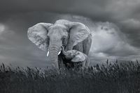 Karo-art Afbeelding op acrylglas- Moeder en baby olifant, 80x60cm.  Zwart-Wit,   Premium print - thumbnail