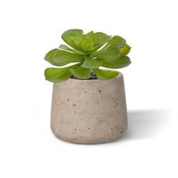Echeveria Setosa kunstplant
