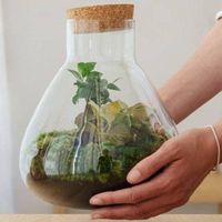 Terrarium Sorano