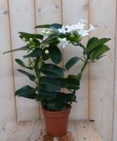 Stephanotis Bruidsbloem kamerplant Warentuin Natuurlijk - Warentuin natuurlijk