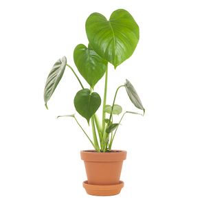 Monstera Deliciosa incl. terracotta pot