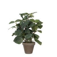 Kunstplant Mica Pilea in pot Ø11,5cm 35x25cm