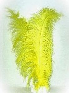 Spadonis geel