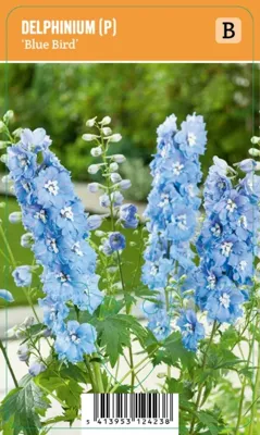 V.I.P.S. Delphinium (P) ''Blue Bird'' - Ridderspoor (P9)