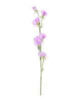 HEMA Kunstbloem Lathyrus (lila)