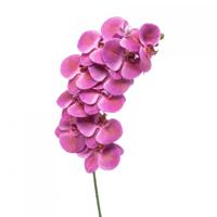 Phalaenopsis