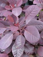 Pruikenboom op stam - thumbnail