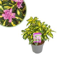 Rhododendron Blattgold - Rododendron - P19 Rhododendron Blattgold - Rododendron - P19