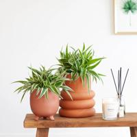 Chlorophytum Comosum Duo - P12