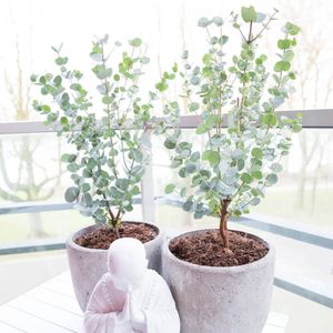 Eucalyptus bomen - Set van 2