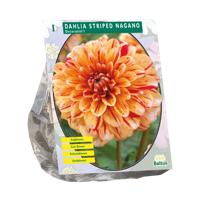 Dahlia Striped Nagano 1 stuks bloembollen Baltus - Baltus