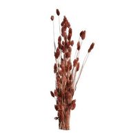 Droogbloemen Phalaris - bruin - 76 cm - Leen Bakker - thumbnail