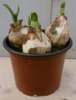 5 stuks! Bolletjes Narcis in potje Voorjaarsbollen Warentuin Natuurlijk - Warentuin natuurlijk
