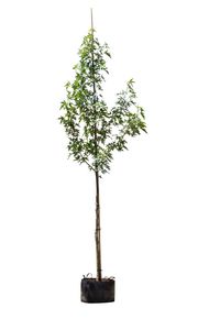 Amberboom worplesdon Liquidambar sty. Worplesdon h 350 cm st. omtrek 12 cm - Warentuin Natuurlijk