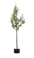 Amberboom worplesdon Liquidambar sty. Worplesdon h 350 cm st. omtrek 12 cm - Warentuin Natuurlijk - thumbnail