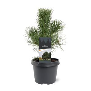 pijnboom
