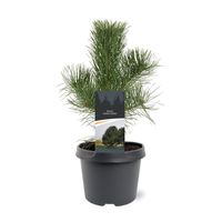 pijnboom