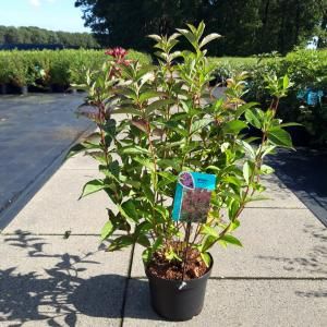 Weigela struik Bristol Ruby - 80 - 100 cm - 5 stuks